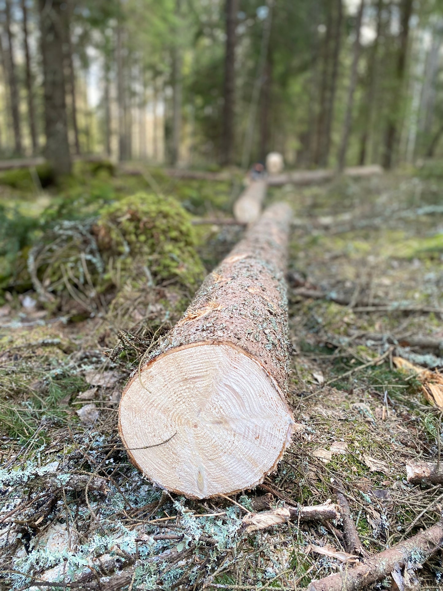 1m Havupuu halko, 1-9 PINOkuutiota